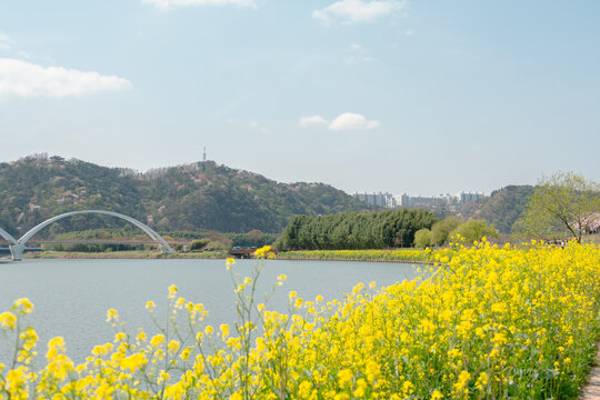 Spring Landscape of Taehwagang National Garden with Yellow Canola Flowers in Ulsan, Korea