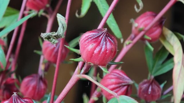 Close up of Roselle flower in nature garden