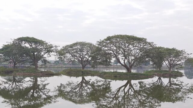 The Rain Tree (Samanea saman)On an island in the middle of the water.