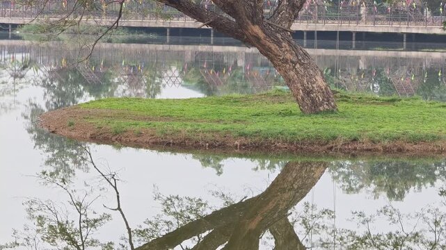 The Rain Tree (Samanea saman)On an island in the middle of the water.