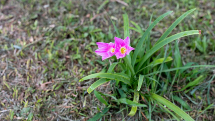 spring flowers in the grass