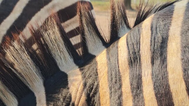 Zebra's mane; the zebra is grazing.