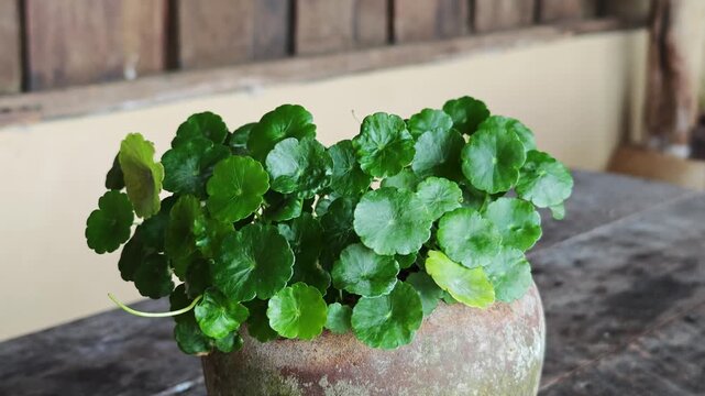 Centella asiatica herb in a pot