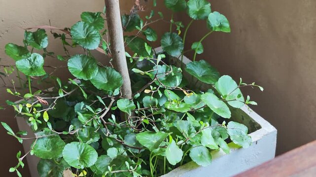 Centella asiatica herb in a pot