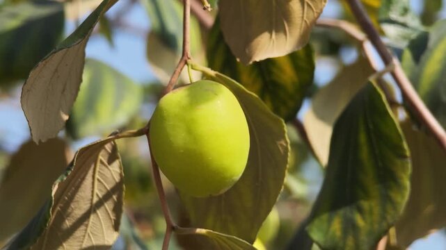 Fresh jujube fruit (Ziziphus Jujuba) on a tree