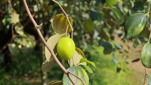 Fresh jujube fruit (Ziziphus Jujuba) on a tree 