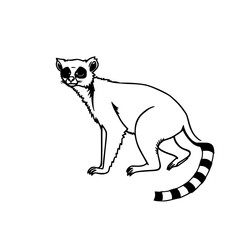 Fototapeta premium Flat 2D vector illustration of a lemur with long ringed tail, bold black outlines on white background, perfect for wildlife education and marketing.