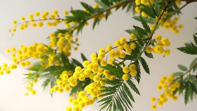 早春の柔らかな自然光の中で、ミモザの花枝がそよ風に静かに揺れる映像です。
黄色い花とグリーンの枝が、クリーンで整理された背景に映えます。
カメラは固定され、花の繊細な動きだけが際立ちます。