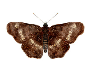 Beautifully Crafted Watercolor Image Of Moth Emphasizing Complex Wing Designs And Vintage Color Palette