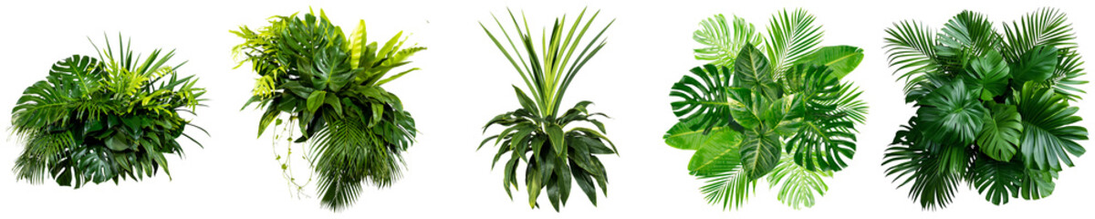 Fototapeta premium a top-down perspective photographic render of five diverse, lush green tropical plants with broad leaves, isolated on a transparent background for design elements.