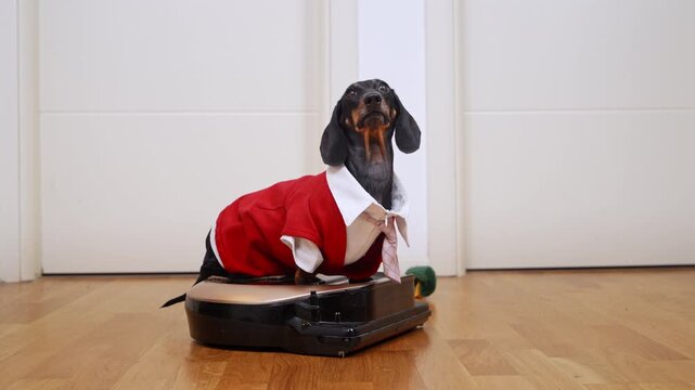 A black and tan dachshund wearing a red suit with a white shirt rides on top of a robot vacuum cleaner in a home with wooden flooring and white wall