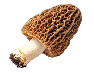 Morel mushroom from side, showing unique honeycomb cap and stem