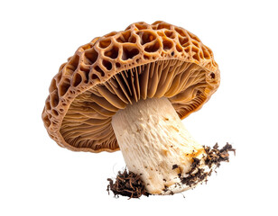 Morel mushroom viewed from underneath showing honeycomb cap and gills