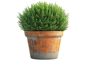 Bushy green plant thrives in an aged terracotta pot