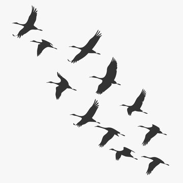Black silhouettes of cranes flying in formation birds 1