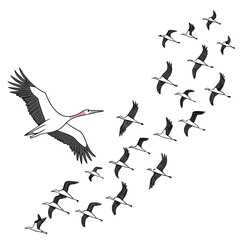 Fototapeta premium Flock of white birds with black wings flying in formation