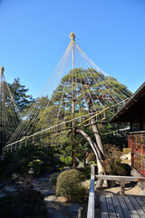 雪吊り、葛飾柴又山本亭にて