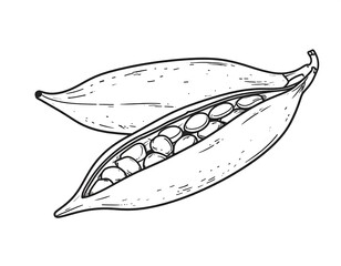 Ink drawing of two seed pods with seeds isolated on a white background