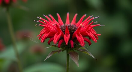 Close-up of vibrant red flowering plant against blurred green backdrop