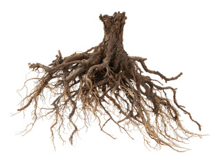 Obraz premium Roots of an uprooted tree, dry and brown, with visible details