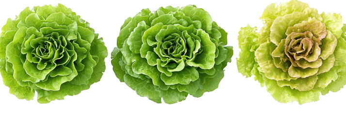Three heads of lettuce, green, leafy, floral