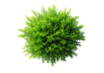 Bushy, round, bright green shrub on black background