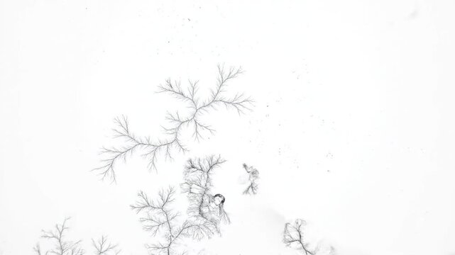Abstract Black Branching Fractal Patterns Growing on White Background Time-Lapse