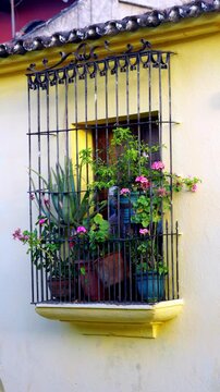 Vertical View Of Window With Ornate Black Ironwork Bars And Potted Plants In Antigua, Guatemala. Static Shot