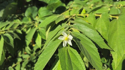 Obraz premium Jamaican Cherry Flower (Muntingia calabura) on Green Leaves Close Up
