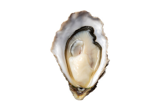 Fresh oyster in half shell isolated on transparent background