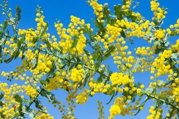 ミモザの花と青空