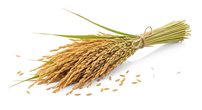 A bundle of rice grains tied with a string on a white surface.