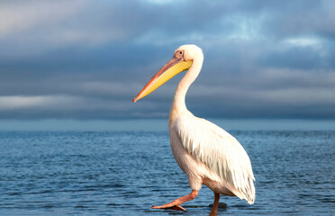 Obraz premium A single African great white pelican in a blue lagoon under soft natural light, creating a calm wildlife scene that reflects elegance, balance, and the beauty of birdlife in Africa.