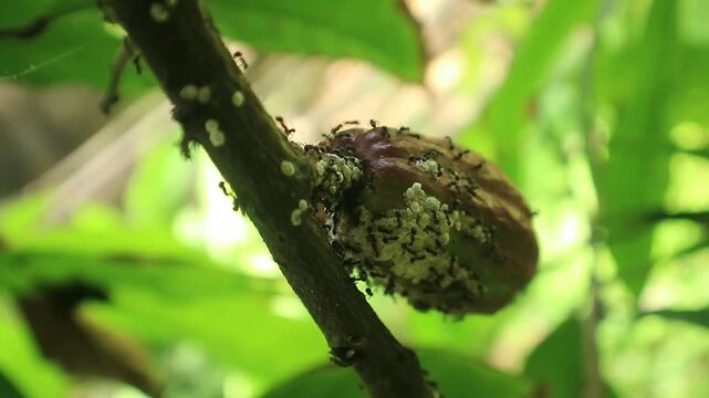 cocoa farming problem with mealybugs and black ants 