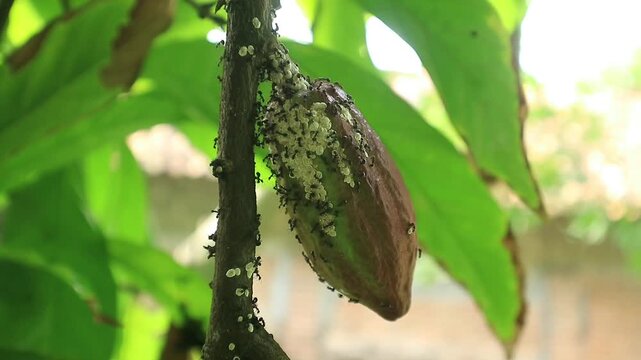 Young cocoa pod infested with mealybugs and black ants