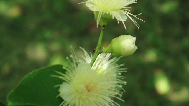 bud of a guava flower