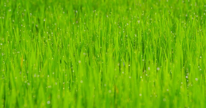 green grass background