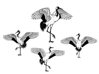 Obraz premium Chinese crane engraving illustration for Lunar New Year longevity branding
