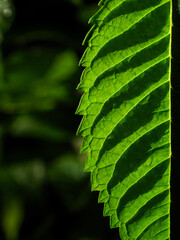 Close-up of Green Leaf Edge with Intricate Veins and Shadow Patterns