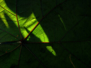 Sunlight Filtering Through Green Leaf Veins Texture