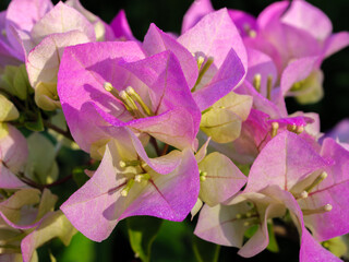 Dew-Covered Pink Bougainvillea and Sunlit Green Leaf Textures