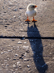 Newborn Baby Chick and Symbolic Long Shadow