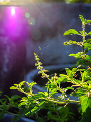 Fresh Holy Basil Leaves with Vibrant Purple Lens Flare