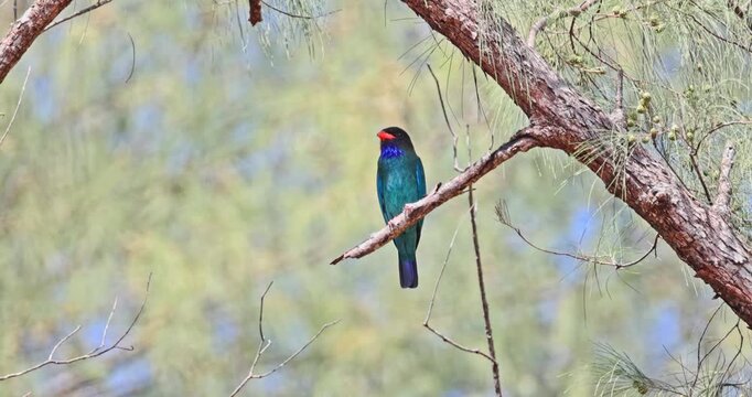 Oriental dollarbird perching on pine tree branch in natural forest habitat. wildlife photography, tropical bird, exotic nature, avian species, birdwatching, biodiversity.