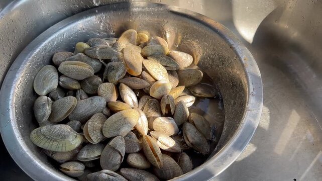 Fresh Raw Clams in Metal Bowl Seafood Ingredient Preparation Close Up Video