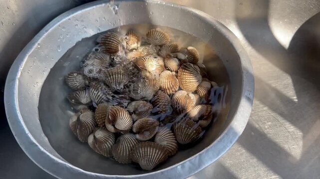 Fresh Clams Soaking in Water Metal Bowl Seafood Cleaning Preparation Close Up Video