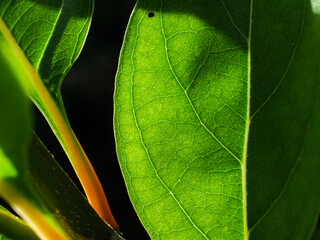 Detailed Texture of Green Leaf with Natural Sunlight Backlighting
