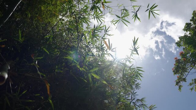 Bosque de bamb&uacute; en Rep&uacute;blica Dominicana