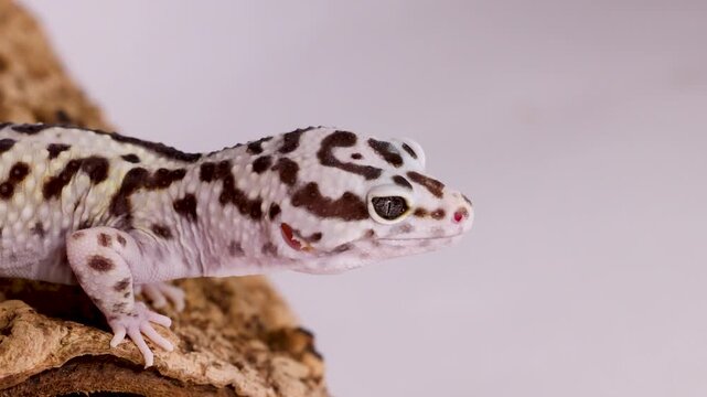 Spotted Leopard Gecko Resting on a Textured Tree Bark Surface