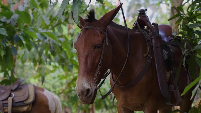 Caballo criollo en entorno rural dominicano